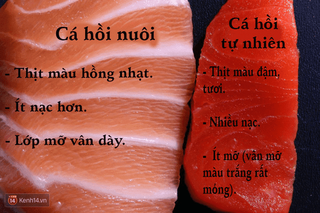 Giá Trị Dinh Dưỡng Cá Hồi Nuôi và Cá Hồi Tự Nhiên: So Sánh Chi Tiết